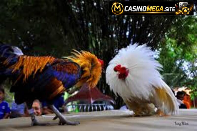 Cược Đá Gà